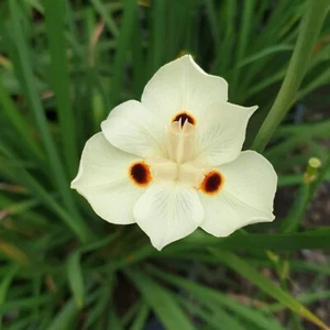 Iris africano - iris quincena - dietas bicolor - más de 10 semillas - semillas - Z 128 - Imagen 1 de 1