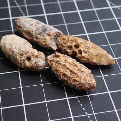 4pcs 35-40mm Equicalastrobus Pine Cone Seed Chalcedony Fossil Plant Eocene 5013 - Image 1 of 4