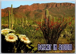 Postcard Desert in Bloom Arizona Saguaro Cactus Flowers Ocotillo - Picture 1 of 2