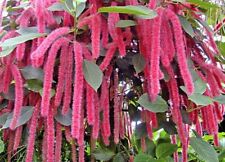 *Giant Chenille*Acalypha Hispida*Starter Plant*Attracts Hummingbirds/Butterflies