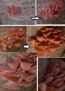 Rosen-Pilz exotische duftende Pflanzen für die Wohnung drinnen Zimmerpflanze - Bild 1 von 1