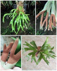 2 Arten Sporen Platycerium Hirschhornfarn Hybride selten aus Artandpflanzen - Bild 1 von 7