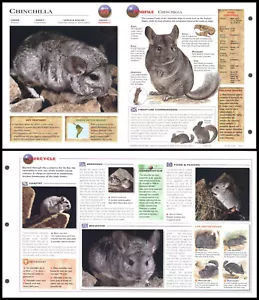 Fold-Out Sheet - Chinchilla - 193 - Picture 1 of 1