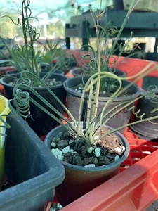 Albuca Spiralis 'Frizzle Sizzle' Live Plant - Collectors Plant - Picture 1 of 2
