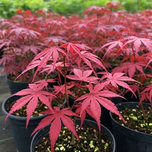 Japanese Red Maple Tree Live Plant Acer Palmatum Atropurpureum 1 Q - 2.5 Gal Pot - Picture 1 of 6