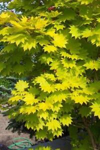 Japanischer Goldahorn Acer shi. Aureum Veredelung 40 - 50