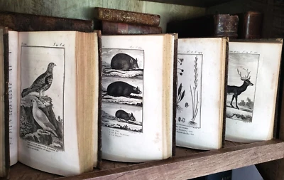 NATURAL HISTORY OF BUFFON 1799 - 1808 Engraved Editions of Animals, Fish, Birds - Image 1 of 4