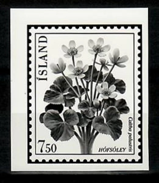 Ensayo fotográfico, flor Islandia Sc567, Caltha Palustris. Foto 1 de 1