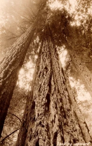 RPPC Riesige REDWOOD TREE In Muir Woods National Monument CA Postkarte - Bild 1 von 3