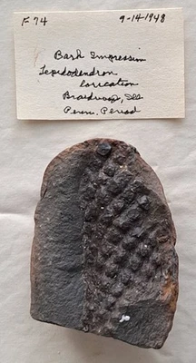 Bark Impression Lepidodendron 3”x2.25x1.25”, 7.7oz, Braindwood Mazon IL One Unit - Image 1 of 2