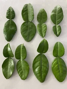 2 Oz FRESH Kaffir Lime Leaves Thai Herbs ORGANIC - Picture 1 of 1