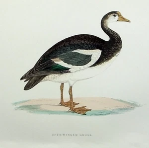 SPUR-WINGED GOOSE, original antique ornithological, bird print, MORRIS, 1897 - Picture 1 of 2