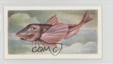 1954 The White Fish Authority The Fish We Eat Red Gurnard #18 0e3