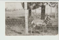 1908 GREAT FALLS, MONTANA POSTCARD Gibson Park, Antelope W.T. Calendar Co.