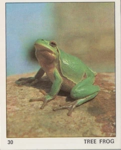 Top Sellers Card - Animals of The World - Card No 30 - Tree Frog - Picture 1 of 2