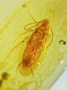 Roachida Burmita Cretácico Ámbar Fósil Dinosaurios Era - Imagen 1 de 4