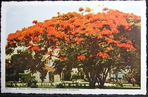 Florida -A Royal Poinciana Tree in Full Bloom - posted 1942 - Picture 1 of 2