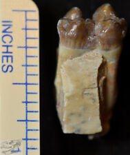 Rare Peccary Juvenile Lower Tooth, Perchoerus Fossil, Oligocene, S Dakota, A261