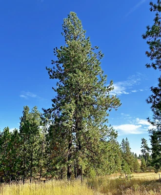Ponderosa Pine TREE SEEDS (Pinus ponderosa) FRESH SEEDS! - Image 1 of 4