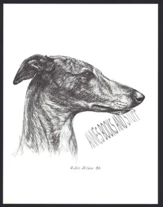 #378 GREYHOUND portrait dog art print * Pen and ink drawing * Jan Jellins - Picture 1 of 9