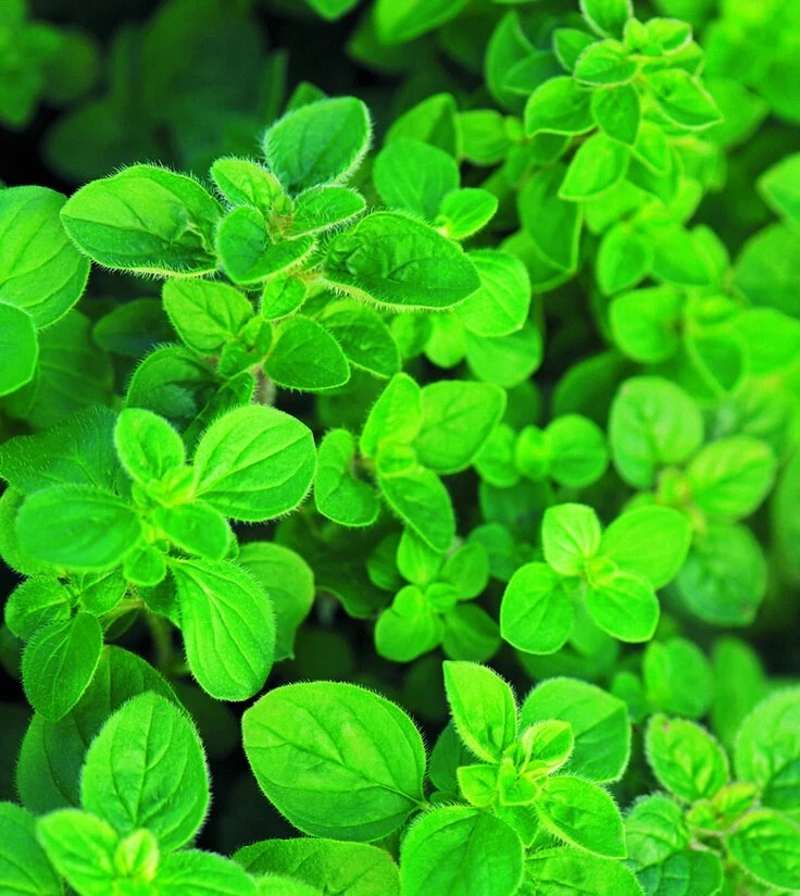 HS1430BV Griechischer Oregano Griechische Kräuter Herbl Seeds Samenstück 30 - Bild 1 von 1