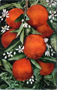 California Oranges 1332 Postcard Unposted - Picture 1 of 2