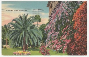 Vintage Postkarte Florida's Tropic Splendors Palme Blumen 1940 Leinen - Bild 1 von 2