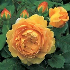 Englische Rose Golden Celebration ® Auscot ® Austin, 1992, Duftrose - Co. 5 L - Bild 1 von 1