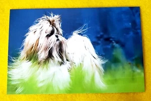 Postcard Shih Tzu Dog Astrid Harrisson Art Card 6" x 3.75" - Picture 1 of 2