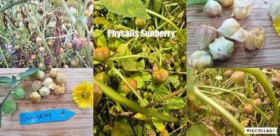 Physalis Sorte: Sunberry - Bild 1 von 4