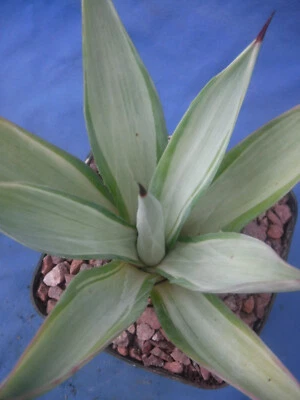 Agave desmettiana "Quicksilver" Variegated Agave Starter Plant 4"-6" Wide RARE - Image 1 of 4