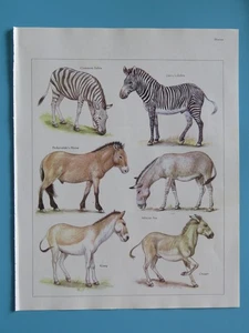 Original 1984 Color Animal Print Zebra/Ass/Kiang/Onager/Przhevalski's Horse+ - Picture 1 of 1