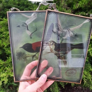 JUEGO DE 2 AVES DE ARTE DE PARED DE VIDRIO DE COLECCIÓN Museo Británico de Historia Natural LEER 5,5"X8" - Imagen 1 de 11