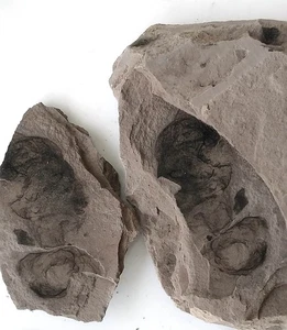 Ediacara Biota fossil unknown creature ,teaching. No.y15 - Picture 1 of 2