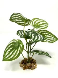 6" Small WATERMELON PEPEROMIA soft silk Aquarium Plant, Stone Base, Goldfish & B - Picture 1 of 6