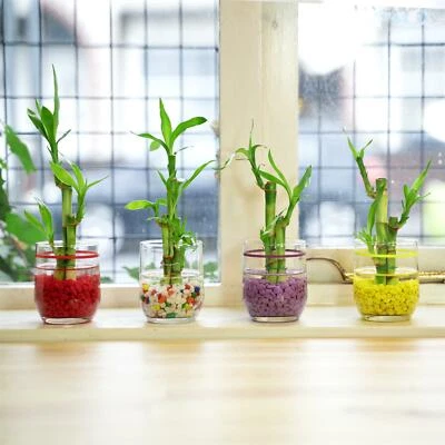 1 Topf Glücksbambus in bunter Glasvase Zimmerpflanze Feng Shui Büro Deko - Bild 1 von 2
