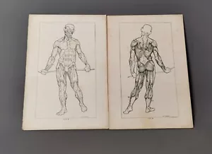 Impresiones anatómicas vintage, sistema muscular humano, coleccionables médicos - Imagen 1 de 7