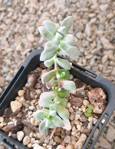 Crassula deltoidea, Succulent - Picture 1 of 3