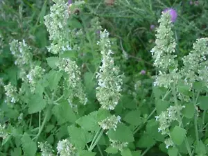 Hierba gatera limón - Nepeta cataria var. Citriodora - más de 20 semillas - ¡OLOROSO! F 010 - Imagen 1 de 1