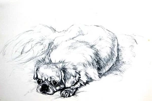 Pekingese Puppy Vere Temple 1937 DAVID Vintage PEKE DOG PUPPY Art Print Matted - Picture 1 of 7