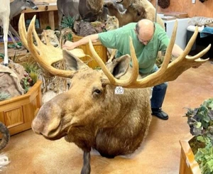 Moosehead Shoulder Mount Taxidermy Huge Alaskan Yukon Bull 61” - Picture 1 of 9