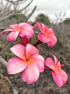 Pink Plumeria Fresh Starter Cutting Triple Head Width Varies 10inch x1 - Picture 1 of 6