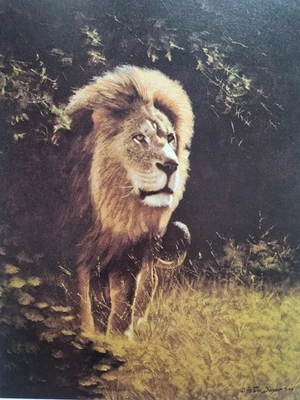 Peter Darro 1917-1997 Löwe Wildtiere Foundation Big Katze Lithographie - Bild 1 von 4