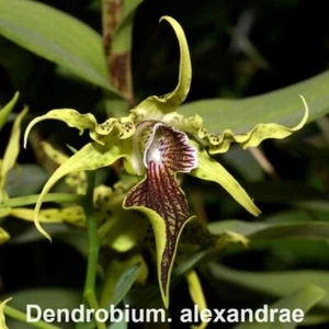 Orchid species Den. alexandrae flowering size - Picture 1 of 9