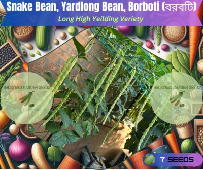Snake Bean, Yardlong Bean, Borboti (বরবটি) OZ Backyard Garden Grown Seeds - Image 1 of 4