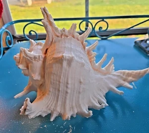Sea Shell Murex Ramosus approx. 9'' Display Decor Nautical Beach - Picture 1 of 8