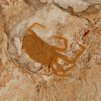 0.7" Fossil Crab Pinnixa Galliheri Pea Crab Monterey Cty San Luis Obispo Miocene - Image 1 of 4