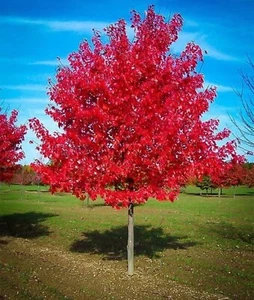 Red Maple Tree - Live Plant- Tree4 - 15” Tall Seedling - Acer Rubrum - Picture 1 of 7