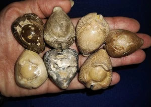 BC01, 6 PIEZAS FÓSIL DE COWRIES + ¡1 PIEZA GRATIS! MEZCLA BARICYPRAEA OVATA DE JAVA, INDONESIA - Imagen 1 de 6
