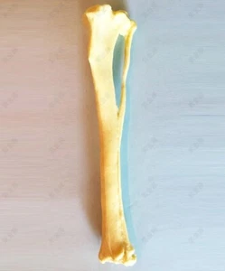 RS Canine Model Veterinary Anatomy Dog DISPLAY SHANK BONE - Picture 1 of 2